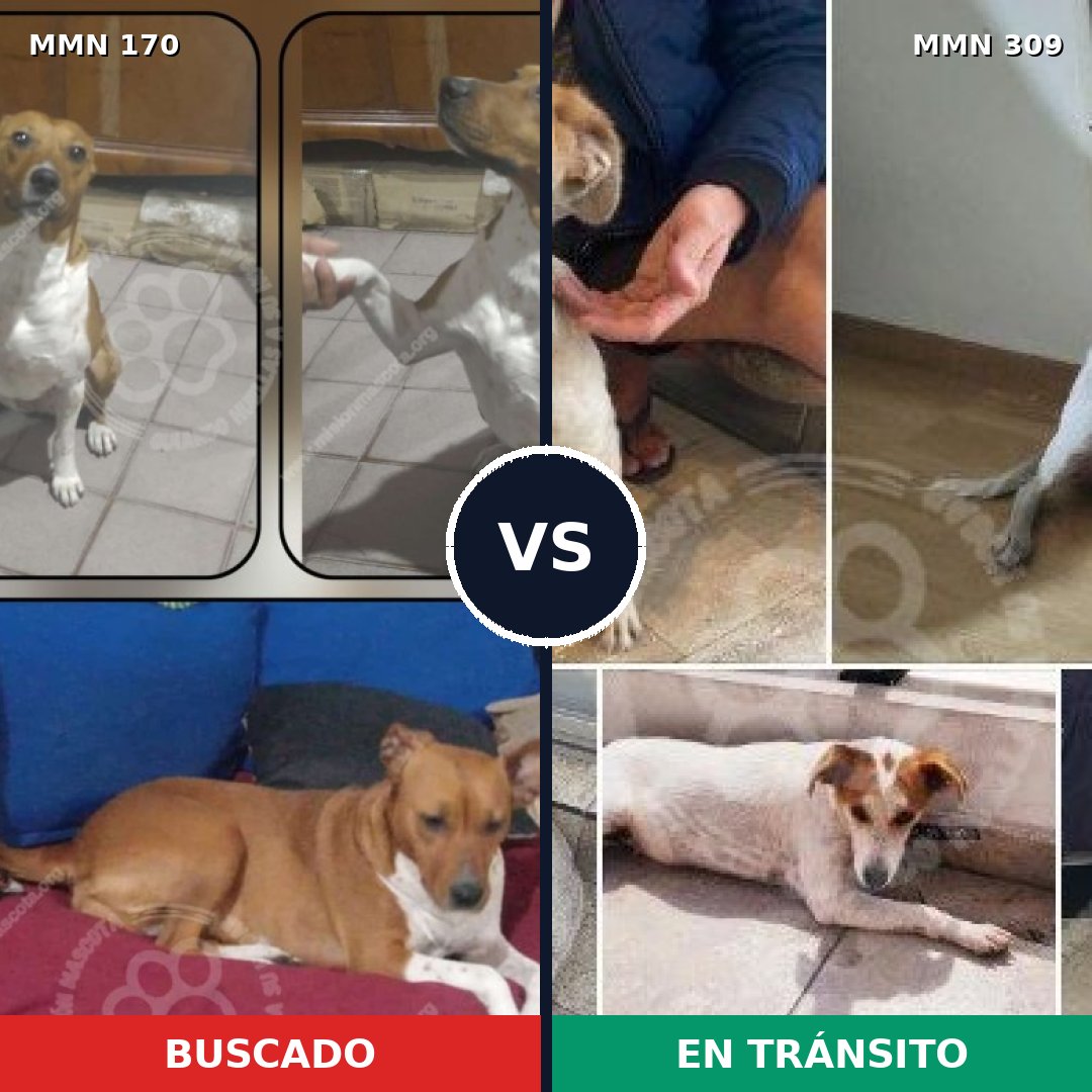 Comparativa MMS 4405: mascota perdida y mascota encontrada, 82% de similitud
