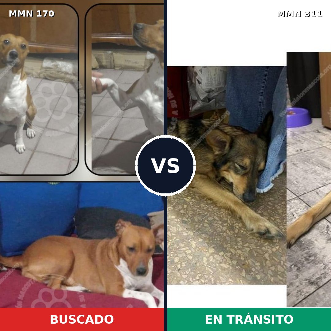 Comparativa MMS 4406: mascota perdida y mascota encontrada, 62% de similitud