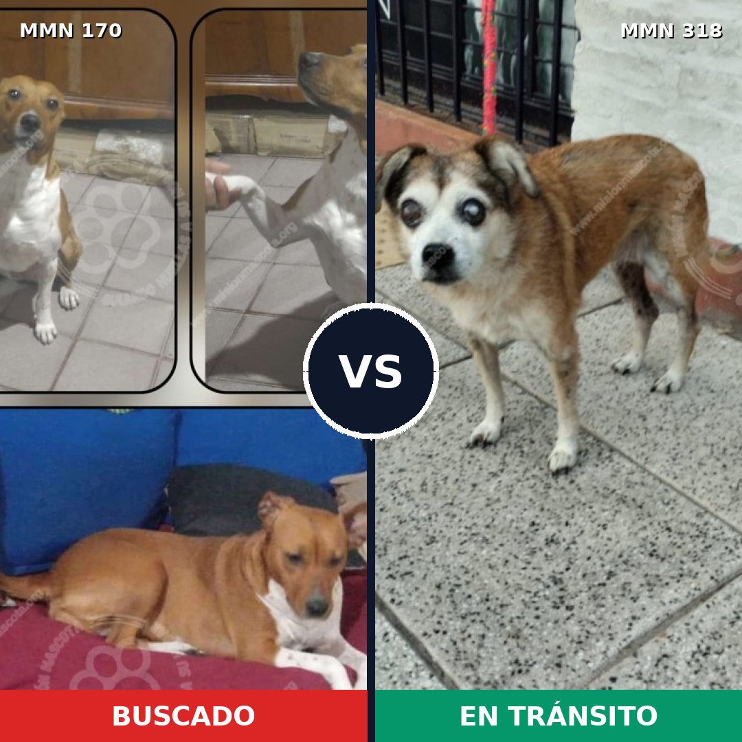 Comparativa MMS 4407: mascota perdida y mascota encontrada, 31% de similitud