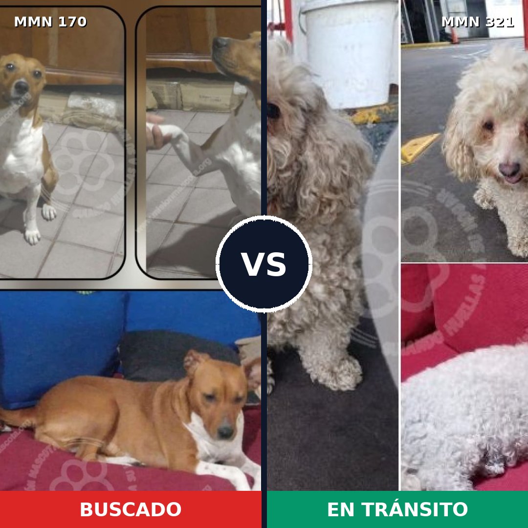 Comparativa MMS 4408: mascota perdida y mascota encontrada, 27% de similitud