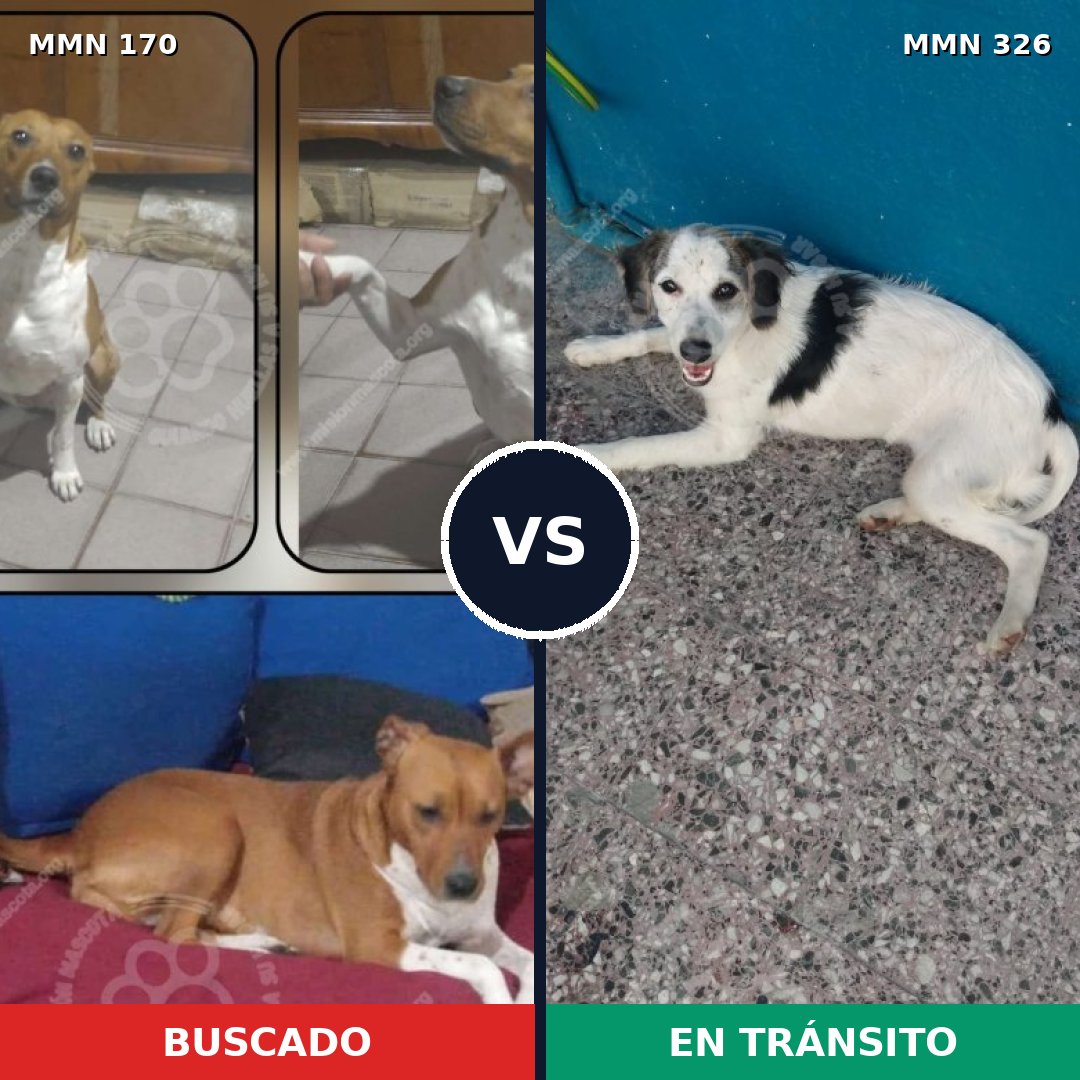 Comparativa MMS 4409: mascota perdida y mascota encontrada, 61% de similitud
