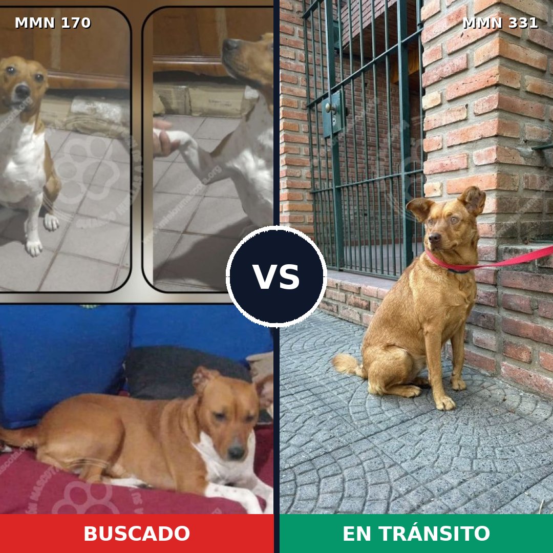 Comparativa MMS 4410: mascota perdida y mascota encontrada, 67% de similitud
