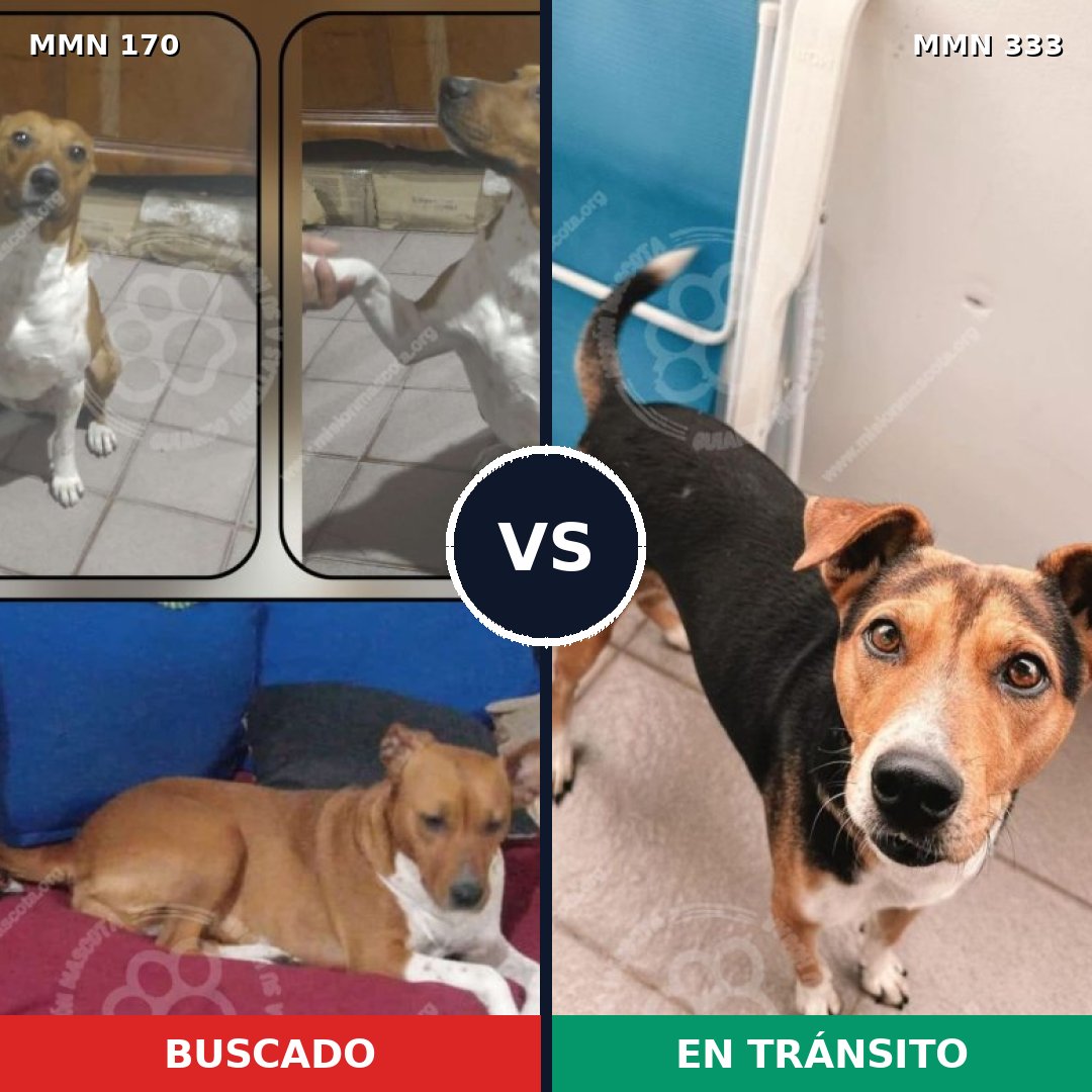 Comparativa MMS 4411: mascota perdida y mascota encontrada, 51% de similitud