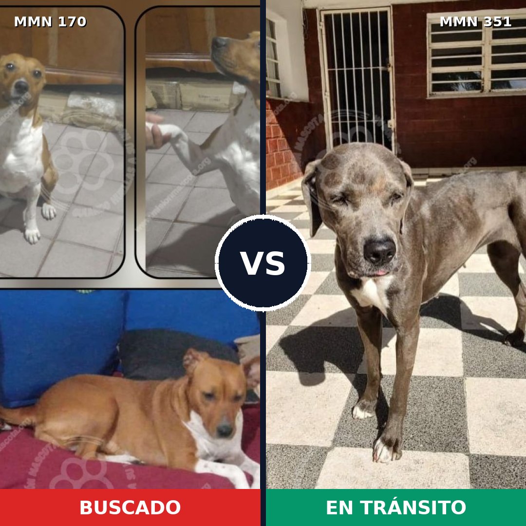 Comparativa MMS 4413: mascota perdida y mascota encontrada, 30% de similitud
