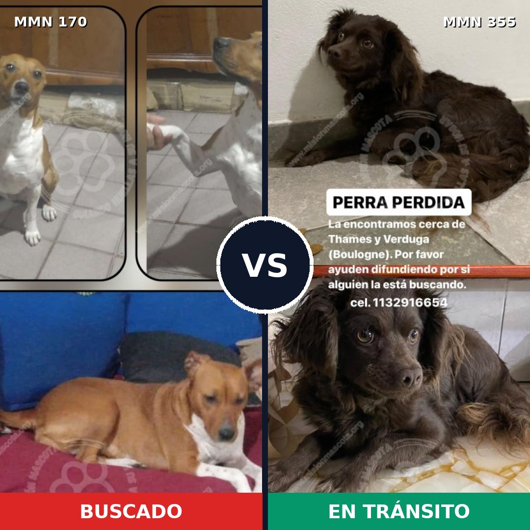 Comparativa MMS 4414: mascota perdida y mascota encontrada, 48% de similitud