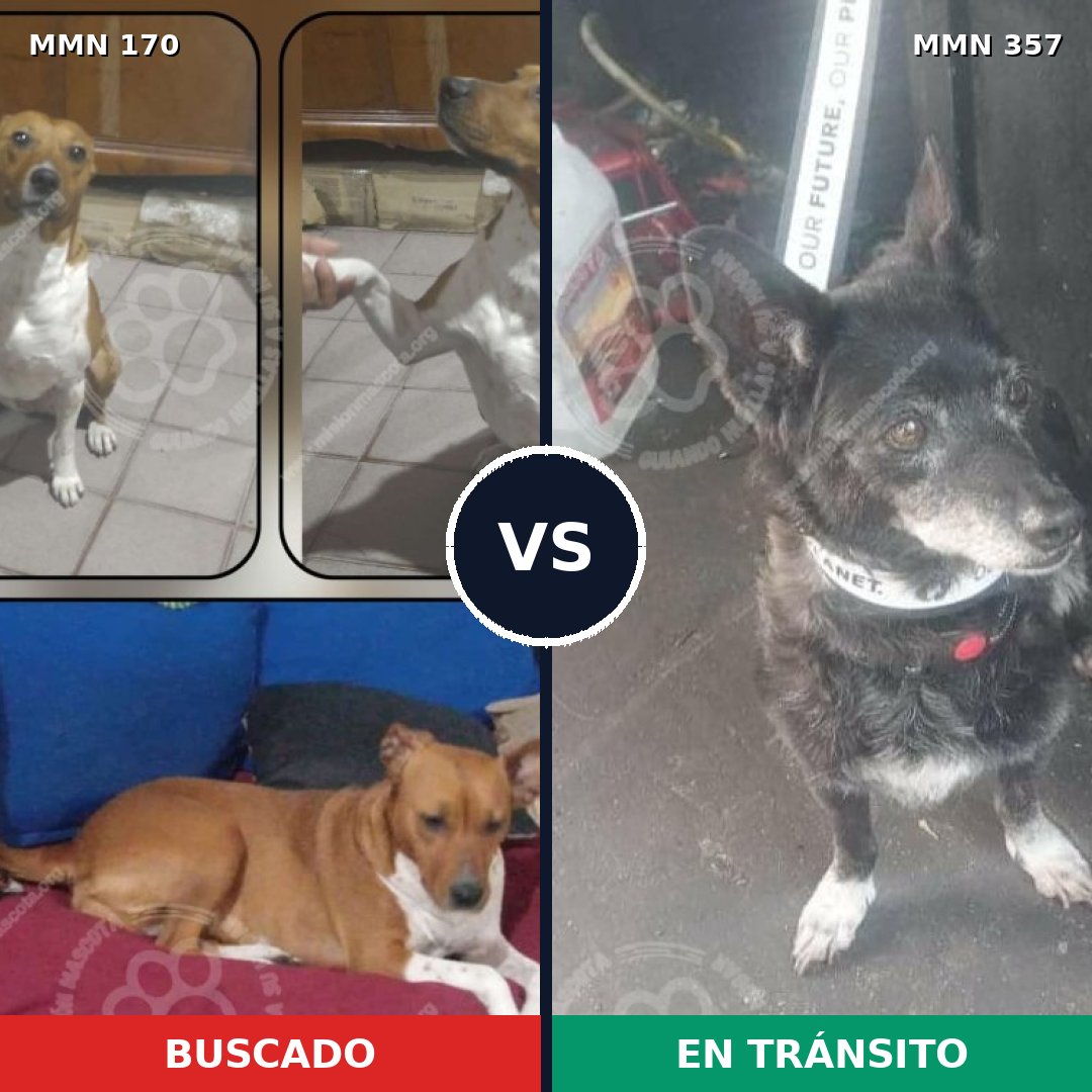 Comparativa MMS 4415: mascota perdida y mascota encontrada, 64% de similitud
