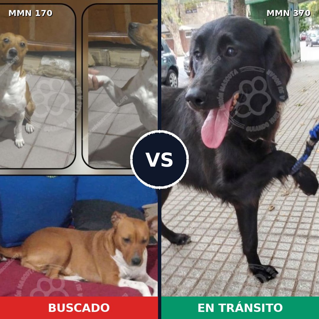 Comparativa MMS 4416: mascota perdida y mascota encontrada, 48% de similitud