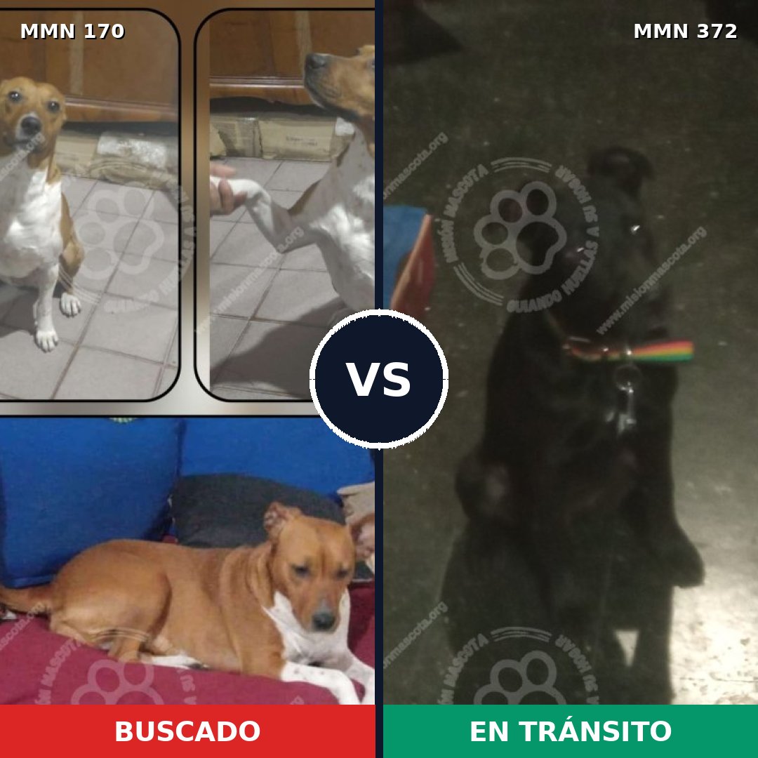 Comparativa MMS 4417: mascota perdida y mascota encontrada, 67% de similitud