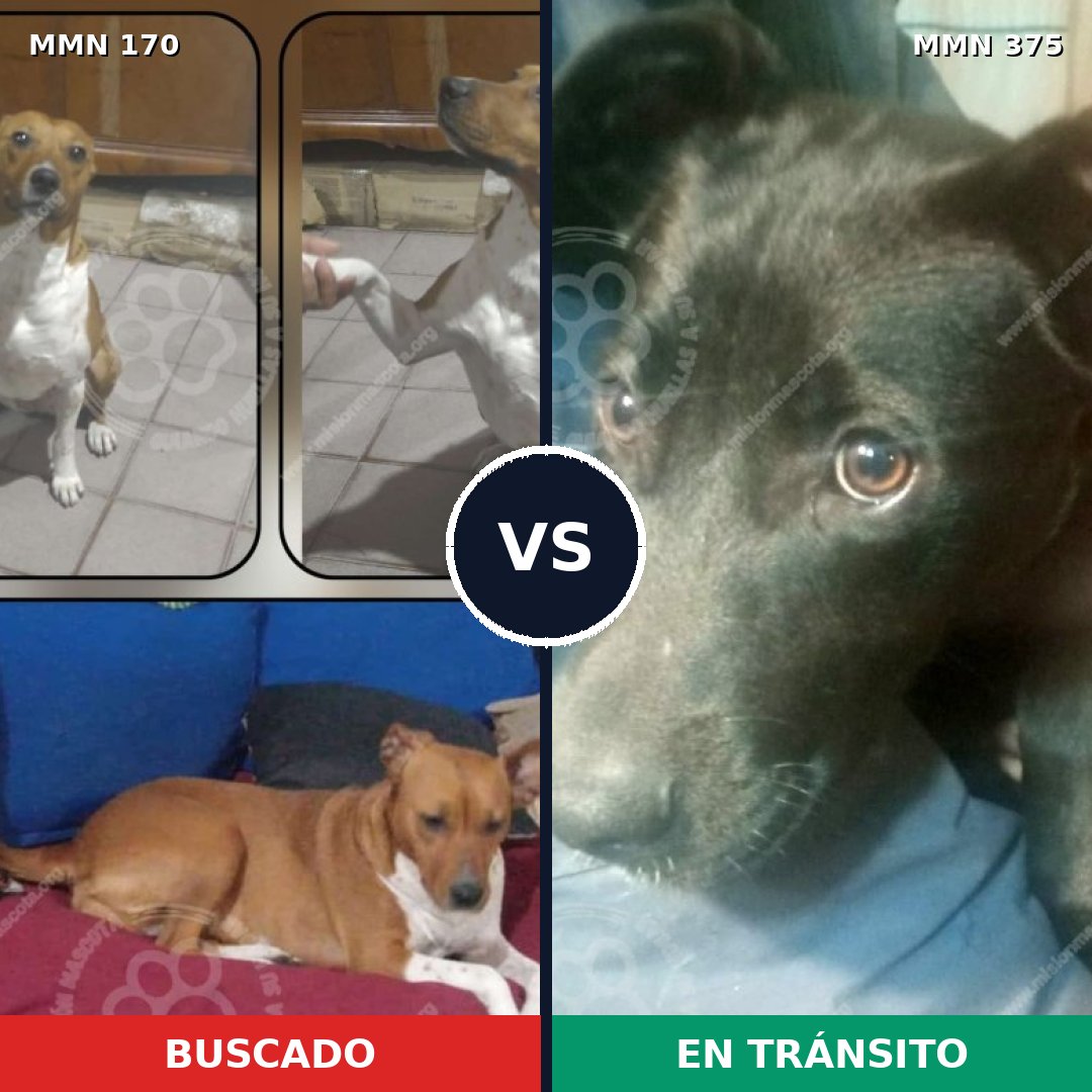 Comparativa MMS 4418: mascota perdida y mascota encontrada, 51% de similitud