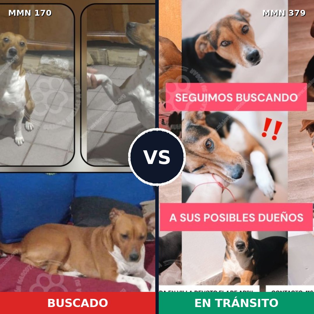 Comparativa MMS 4419: mascota perdida y mascota encontrada, 63% de similitud