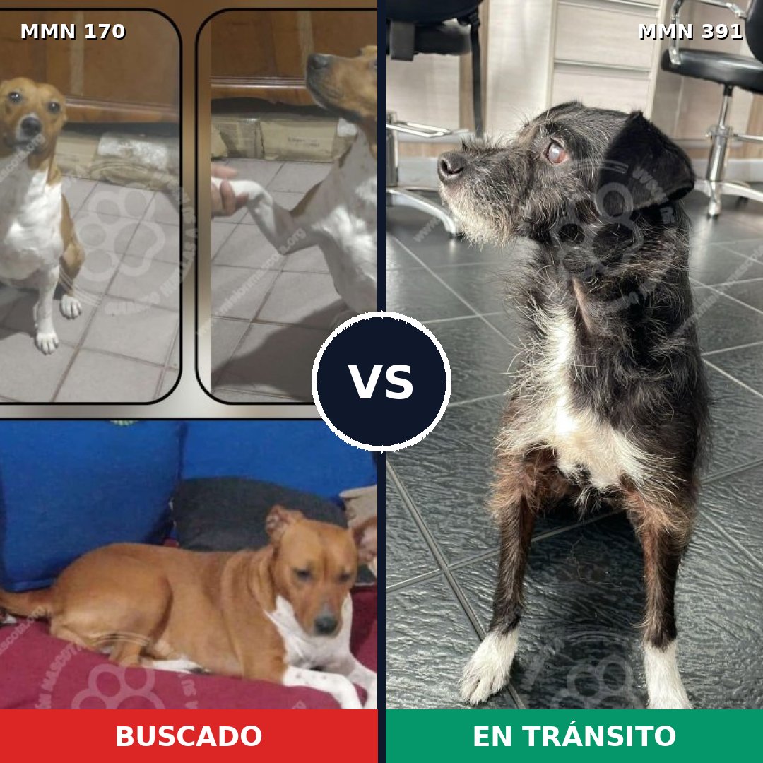 Comparativa MMS 4420: mascota perdida y mascota encontrada, 65% de similitud