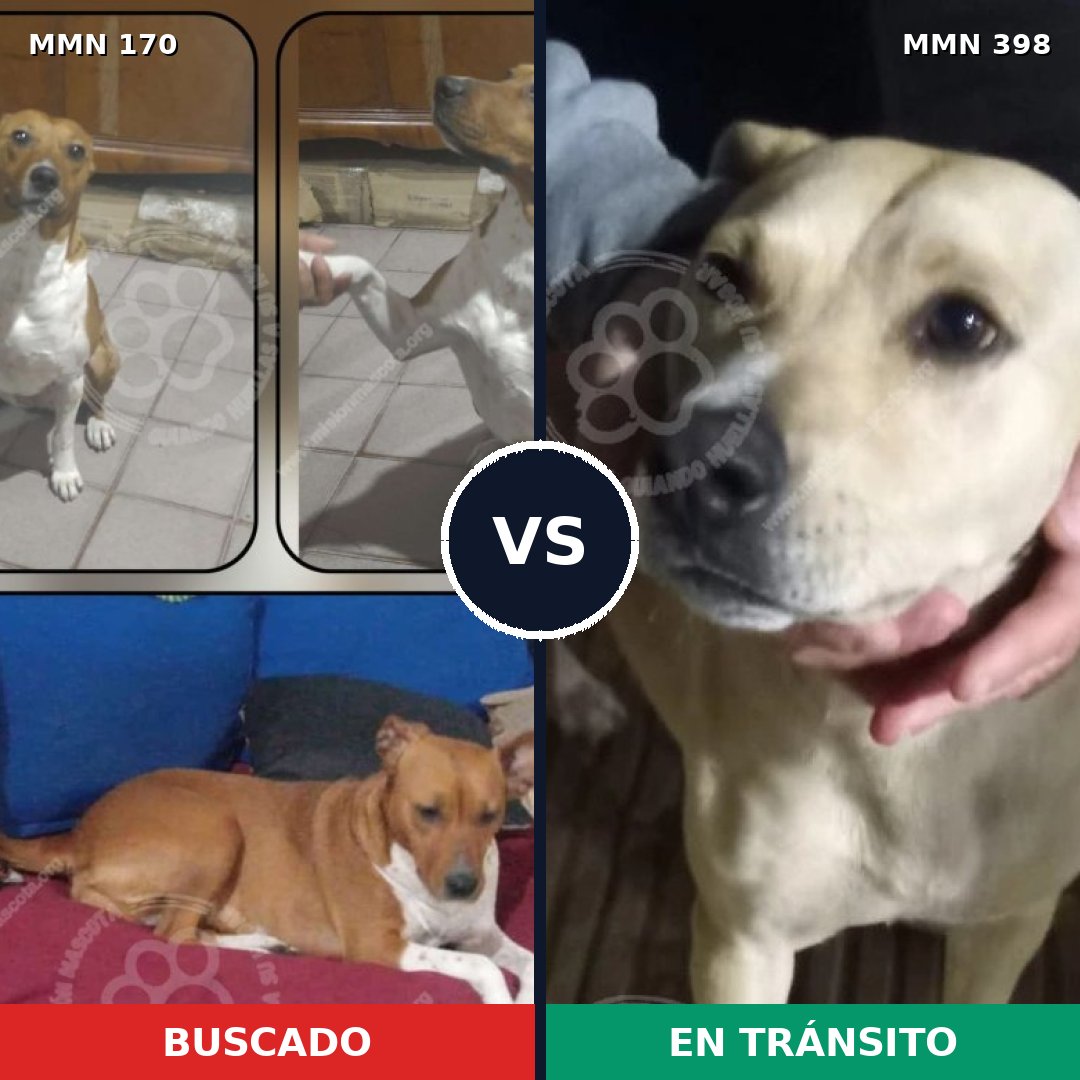 Comparativa MMS 4421: mascota perdida y mascota encontrada, 55% de similitud