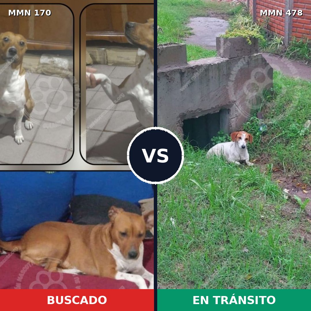 Comparativa MMS 4422: mascota perdida y mascota encontrada, 73% de similitud