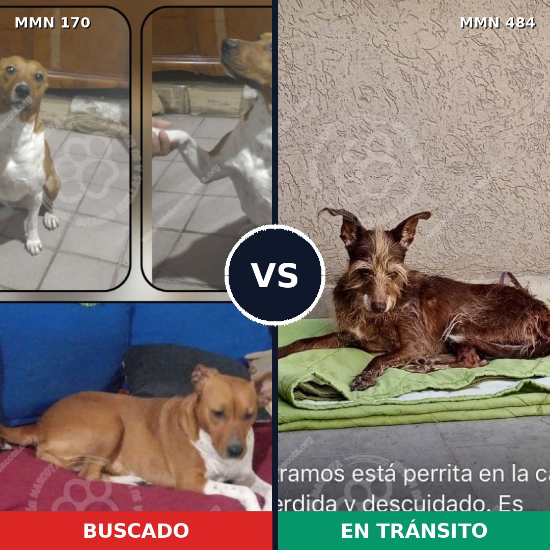 Comparativa MMS 4423: mascota perdida y mascota encontrada, 61% de similitud