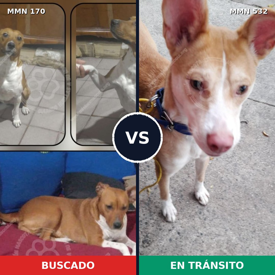 Comparativa MMS 4426: mascota perdida y mascota encontrada, 68% de similitud