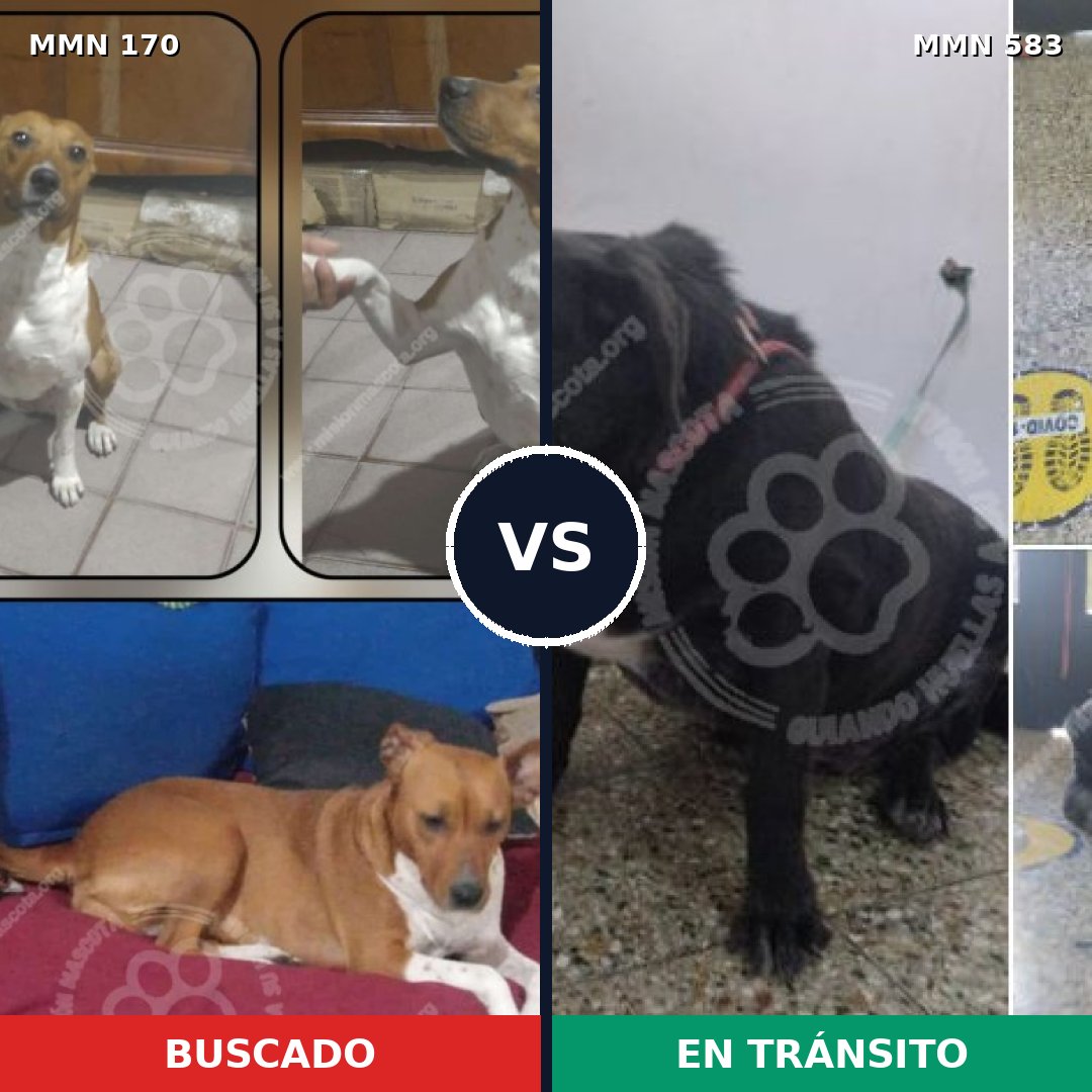 Comparativa MMS 4427: mascota perdida y mascota encontrada, 63% de similitud