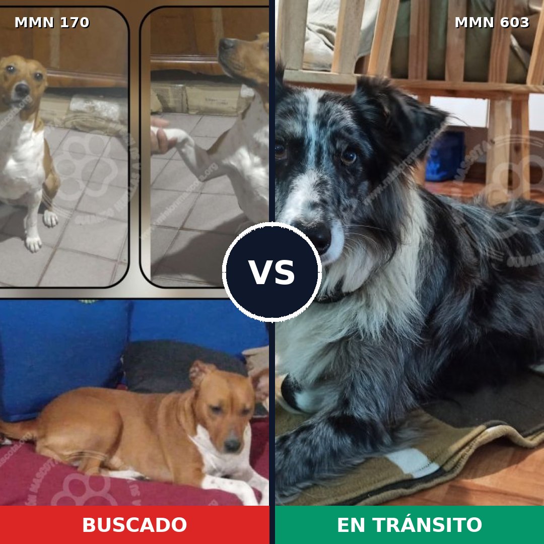 Comparativa MMS 4428: mascota perdida y mascota encontrada, 7% de similitud