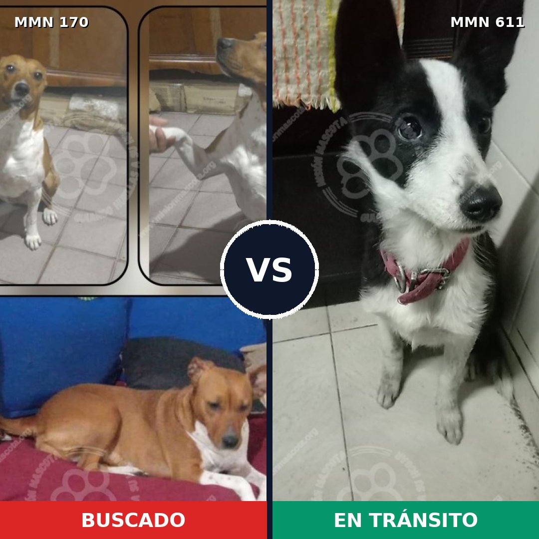 Comparativa MMS 4429: mascota perdida y mascota encontrada, 64% de similitud