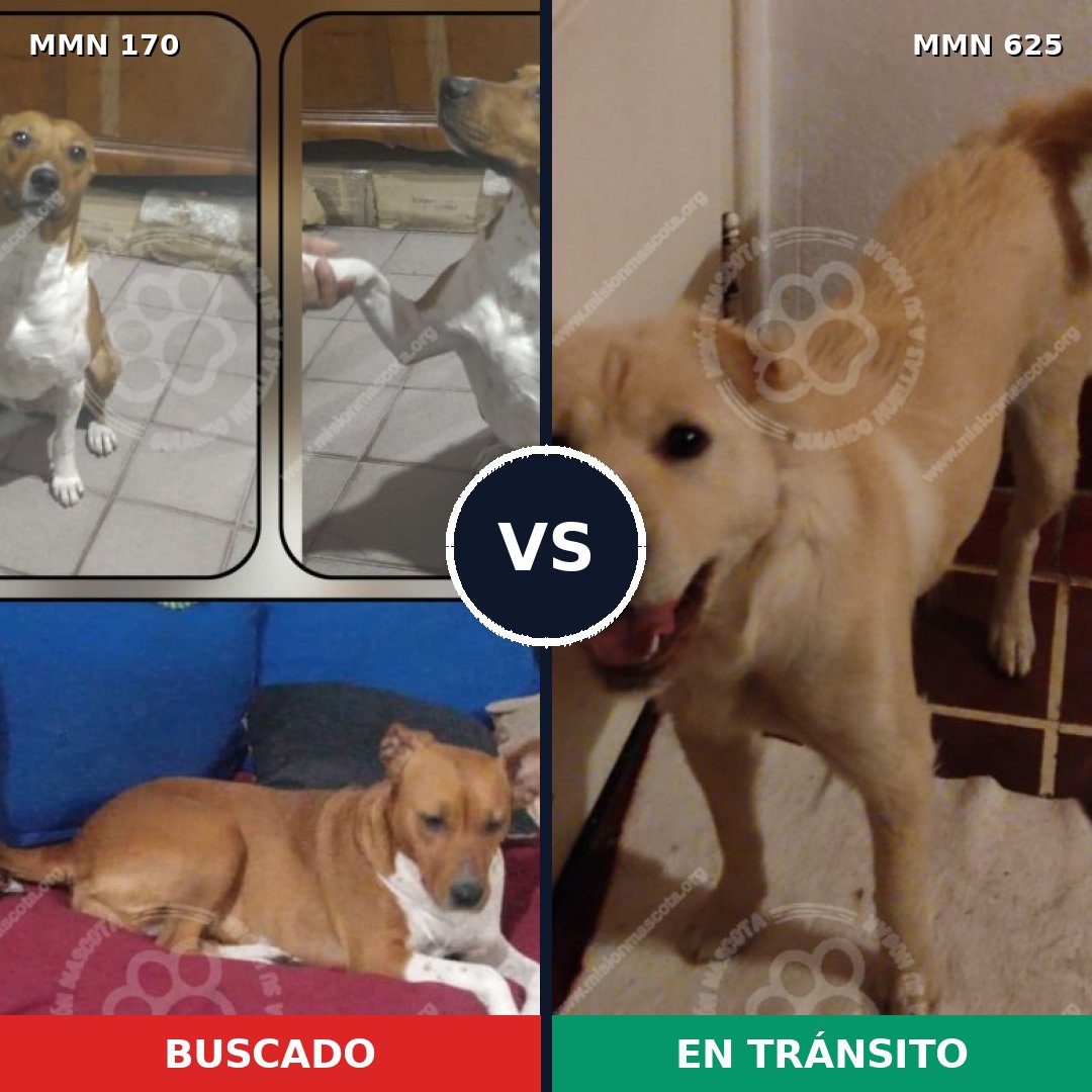 Comparativa MMS 4430: mascota perdida y mascota encontrada, 49% de similitud