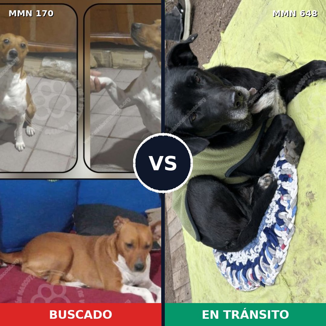Comparativa MMS 4431: mascota perdida y mascota encontrada, 65% de similitud