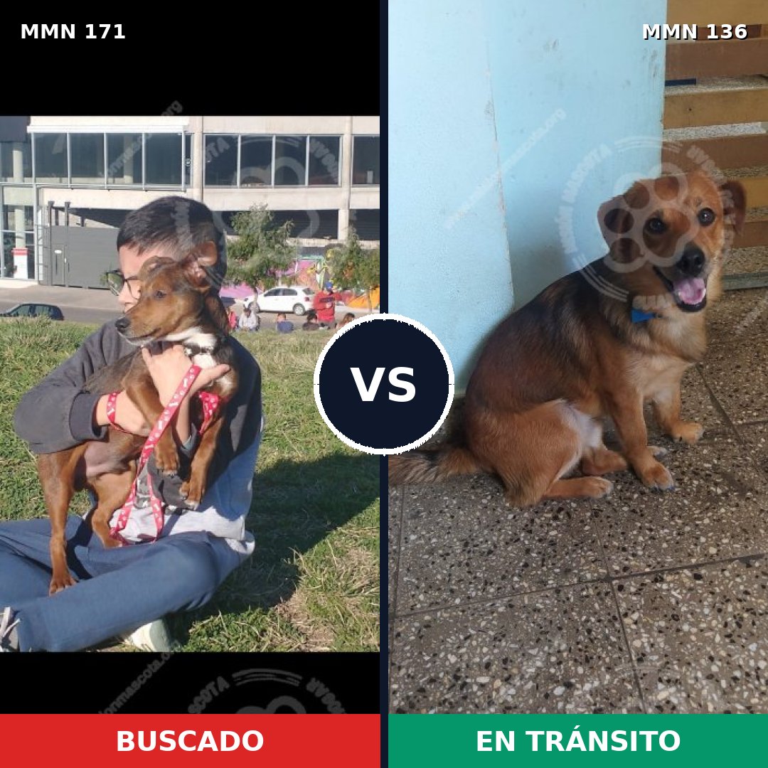 Comparativa MMS 4433: mascota perdida y mascota encontrada, 63% de similitud