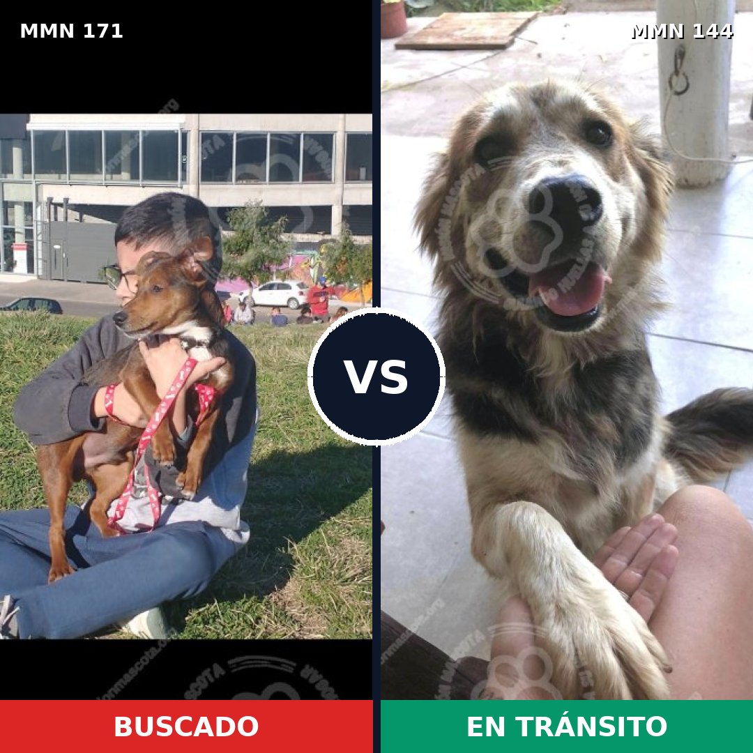 Comparativa MMS 4434: mascota perdida y mascota encontrada, 49% de similitud