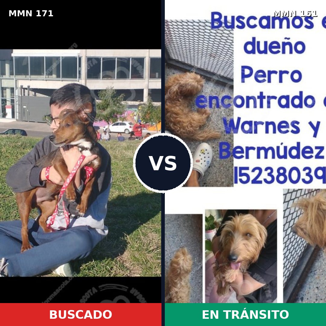 Comparativa MMS 4435: mascota perdida y mascota encontrada, 62% de similitud