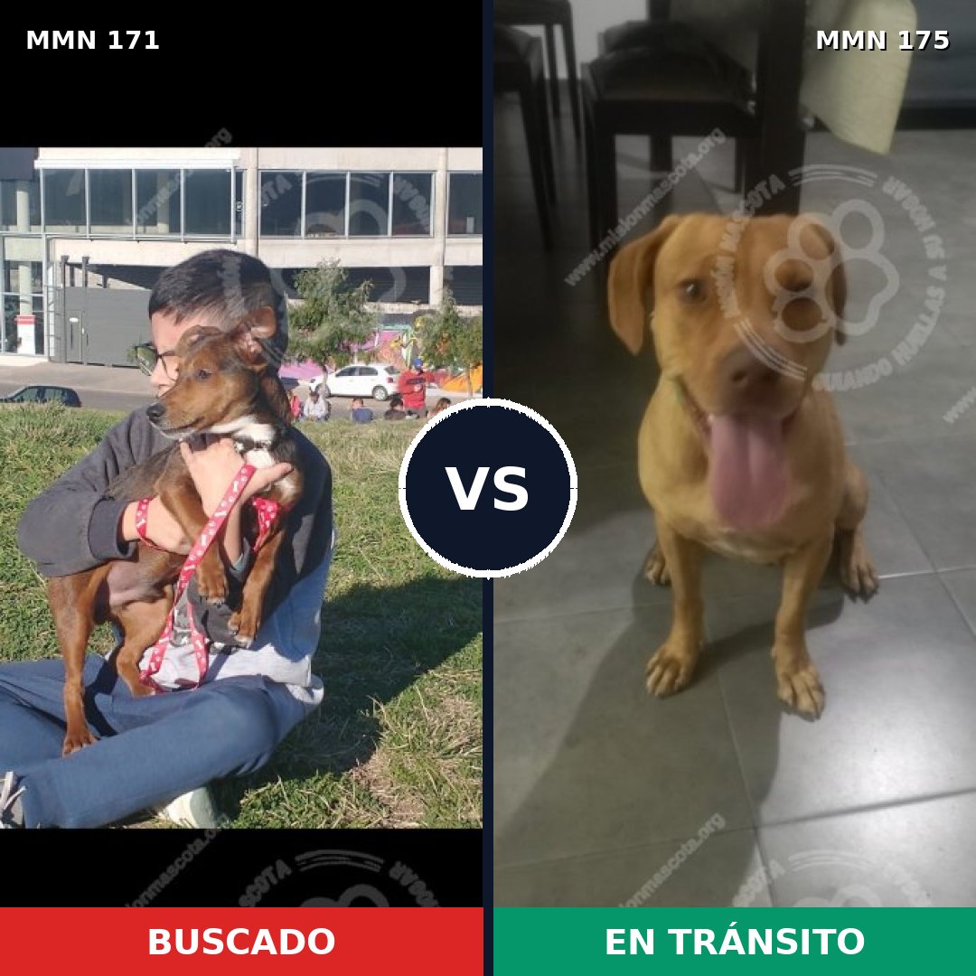 Comparativa MMS 4438: mascota perdida y mascota encontrada, 62% de similitud