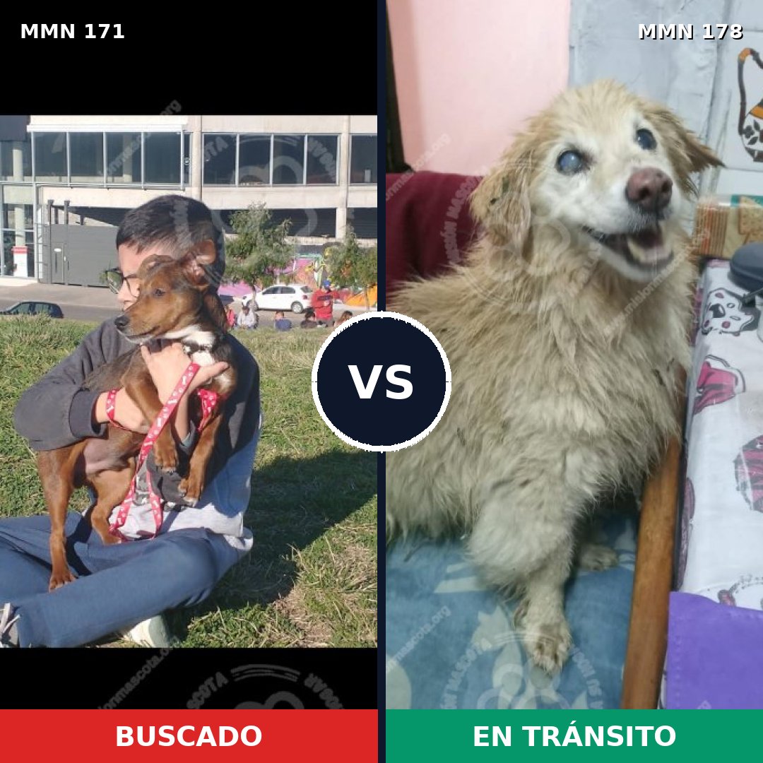 Comparativa MMS 4439: mascota perdida y mascota encontrada, 46% de similitud