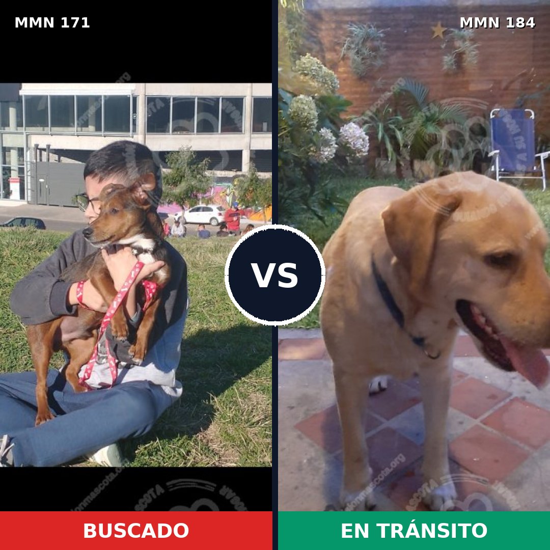 Comparativa MMS 4440: mascota perdida y mascota encontrada, 11% de similitud