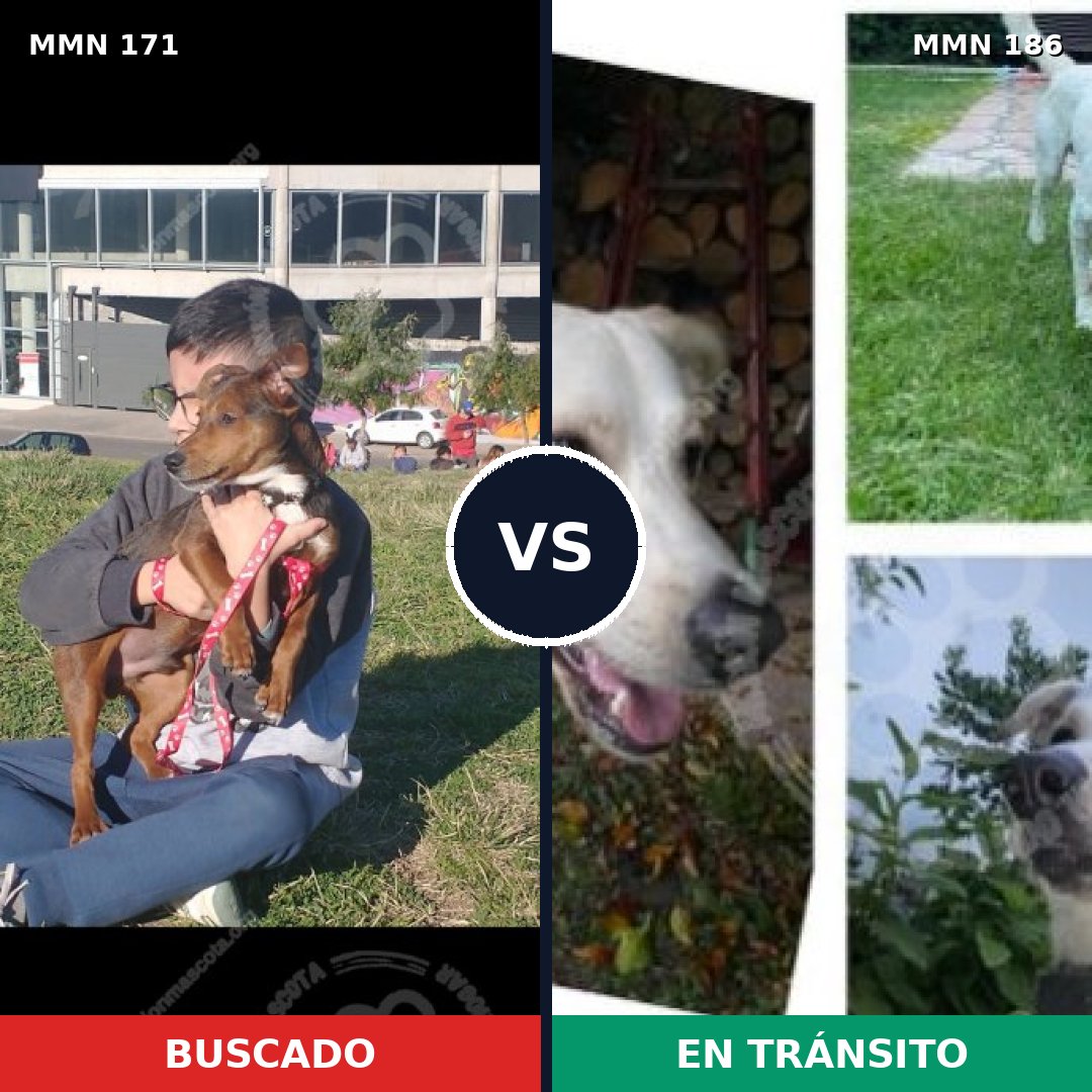 Comparativa MMS 4441: mascota perdida y mascota encontrada, 8% de similitud