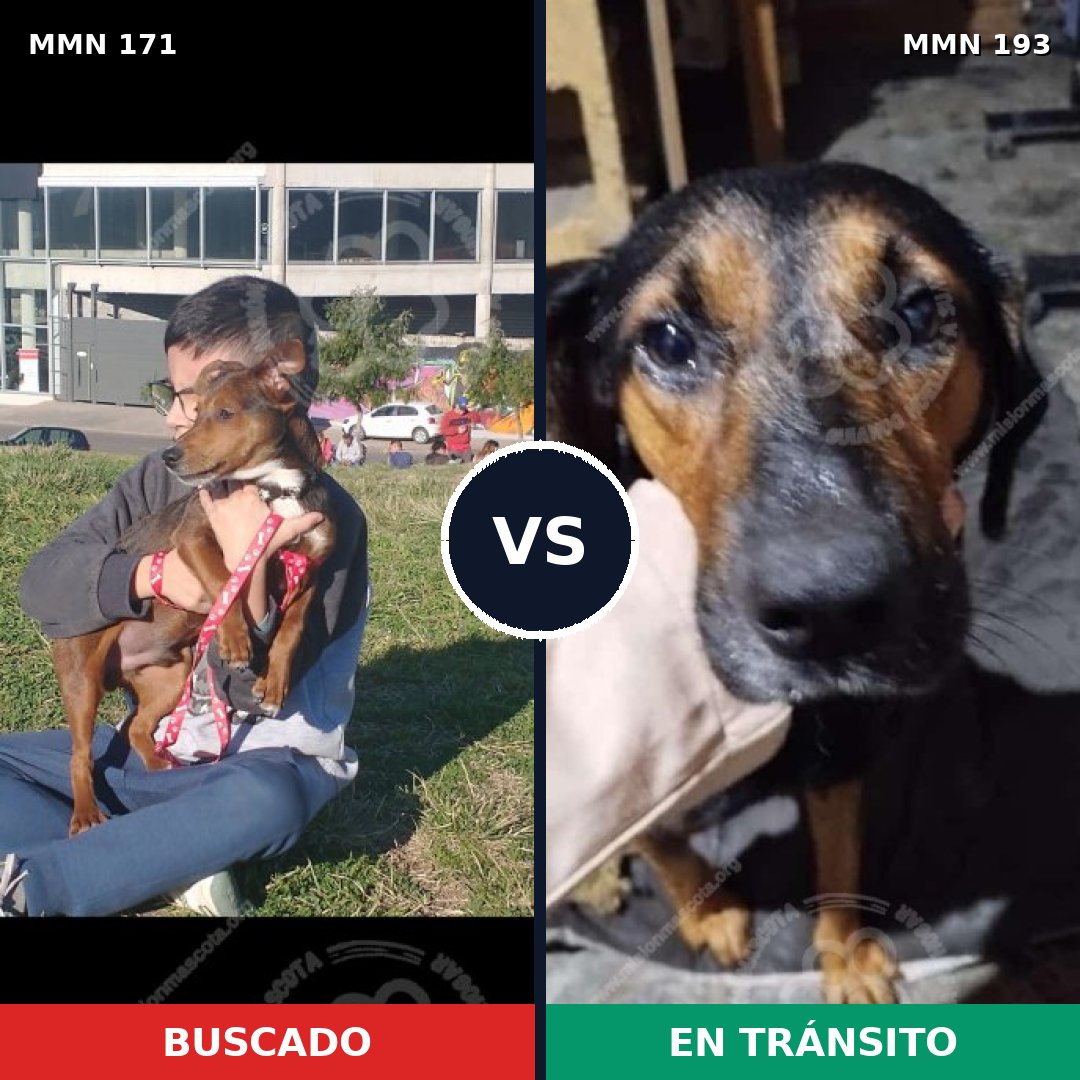 Comparativa MMS 4443: mascota perdida y mascota encontrada, 63% de similitud