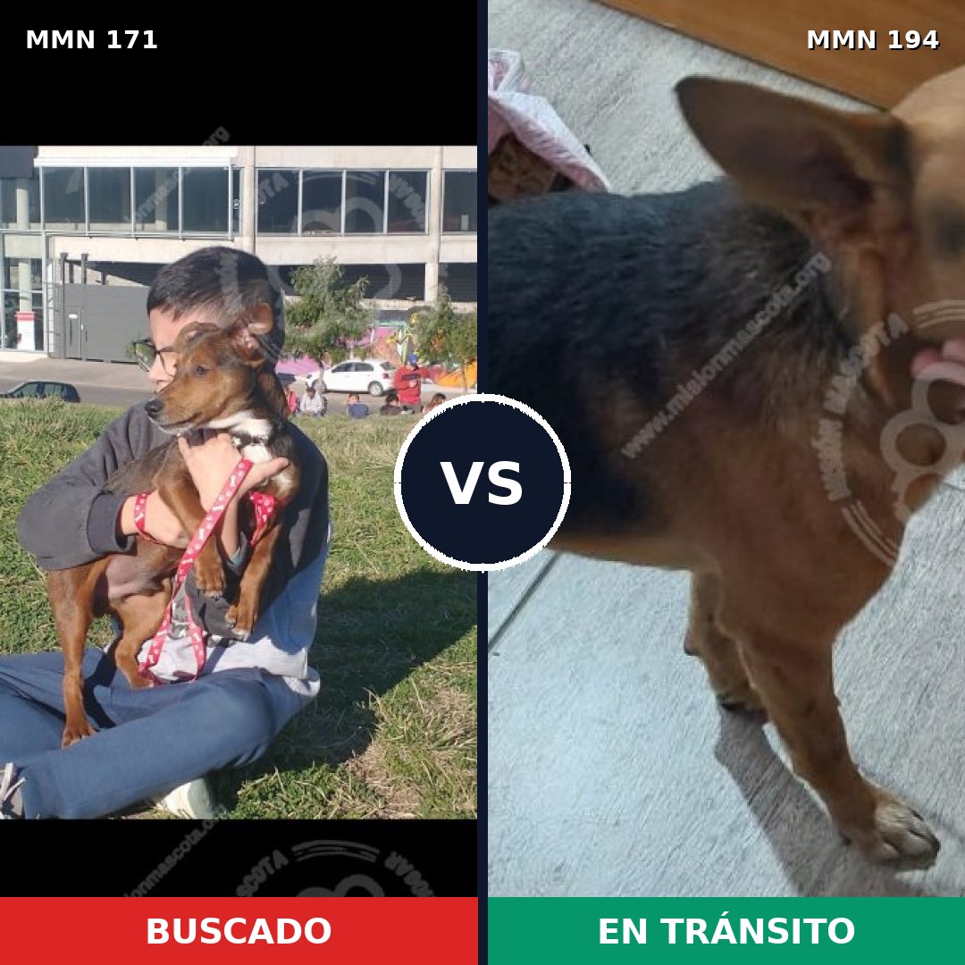 Comparativa MMS 4444: mascota perdida y mascota encontrada, 73% de similitud