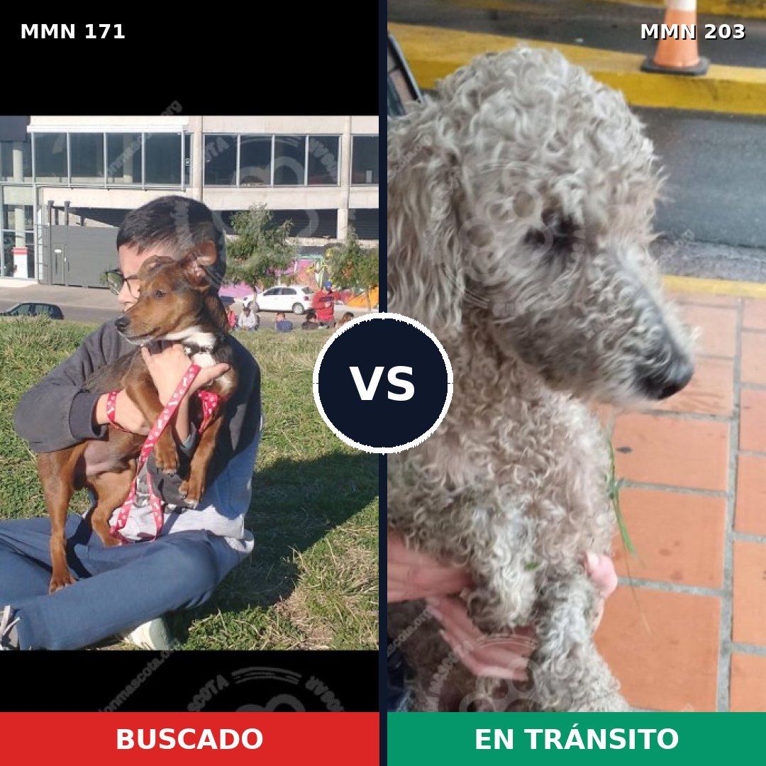Comparativa MMS 4445: mascota perdida y mascota encontrada, 8% de similitud
