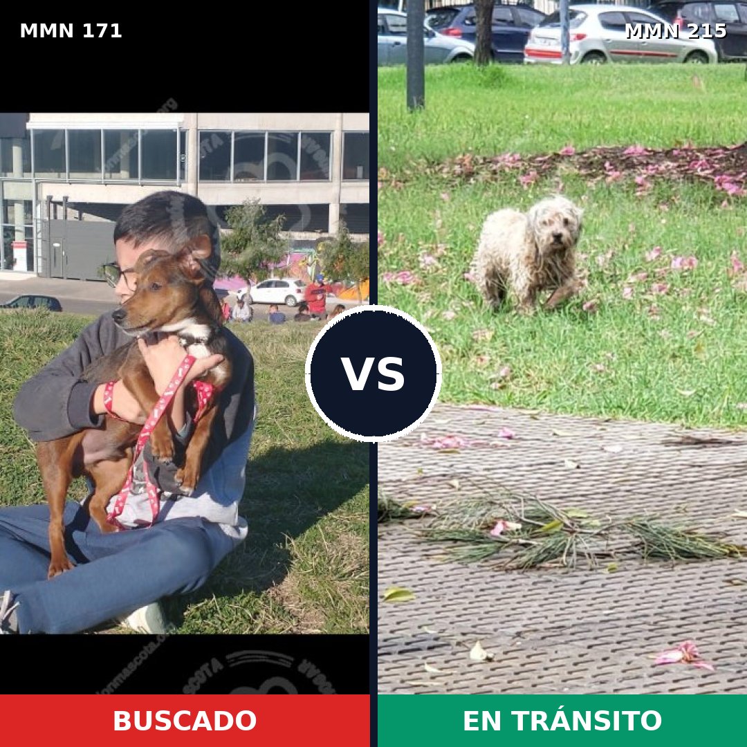 Comparativa MMS 4446: mascota perdida y mascota encontrada, 6% de similitud