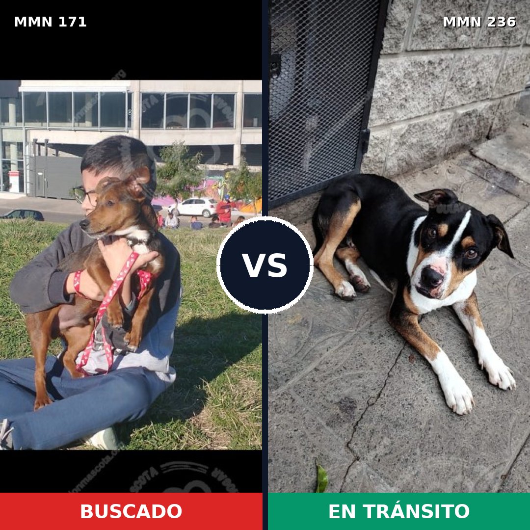 Comparativa MMS 4447: mascota perdida y mascota encontrada, 51% de similitud