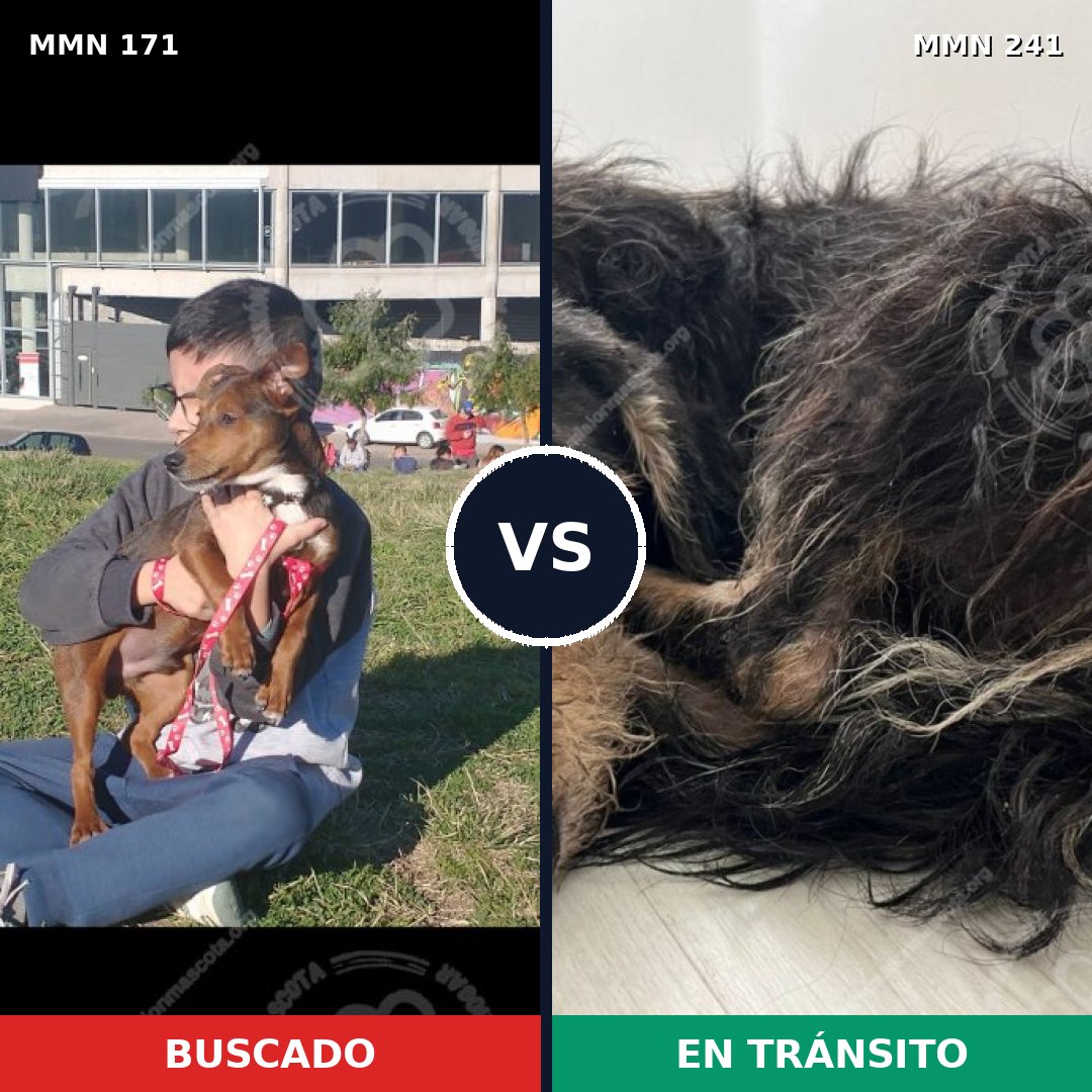 Comparativa MMS 4448: mascota perdida y mascota encontrada, 6% de similitud