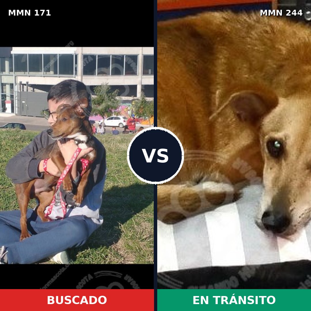Comparativa MMS 4449: mascota perdida y mascota encontrada, 71% de similitud