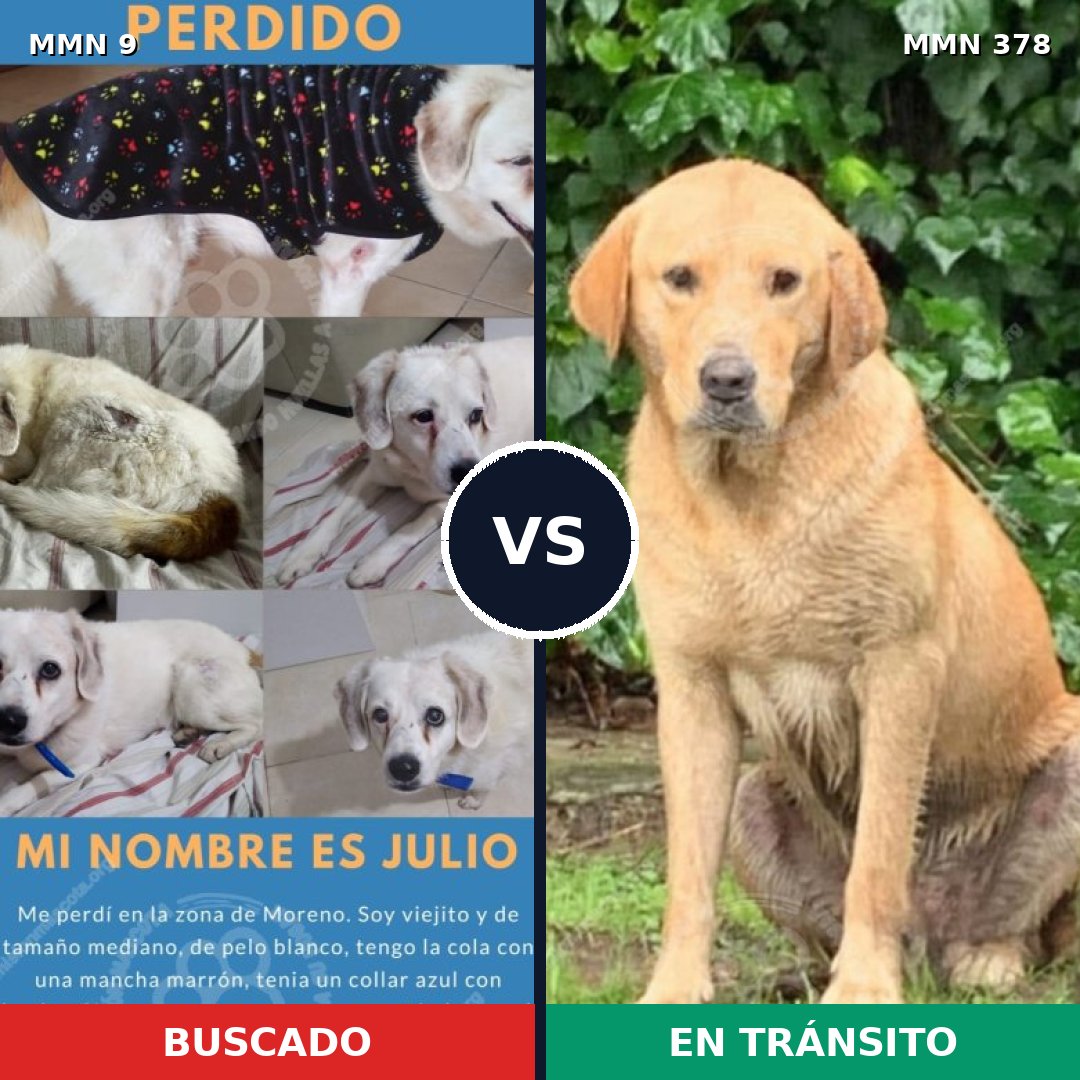 Comparativa MMS 445: mascota perdida y mascota encontrada, 35% de similitud