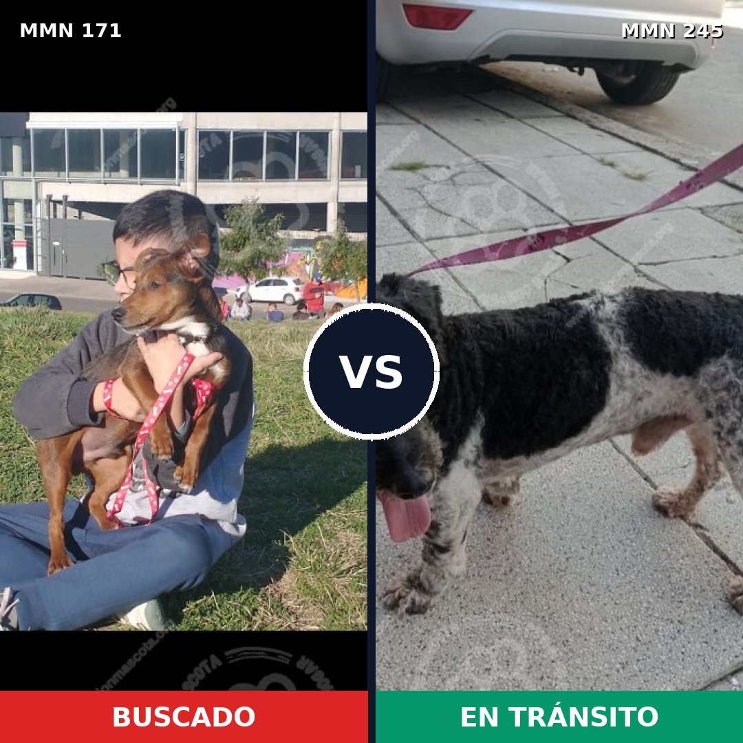 Comparativa MMS 4450: mascota perdida y mascota encontrada, 47% de similitud