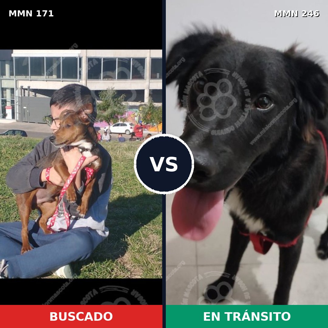 Comparativa MMS 4451: mascota perdida y mascota encontrada, 62% de similitud