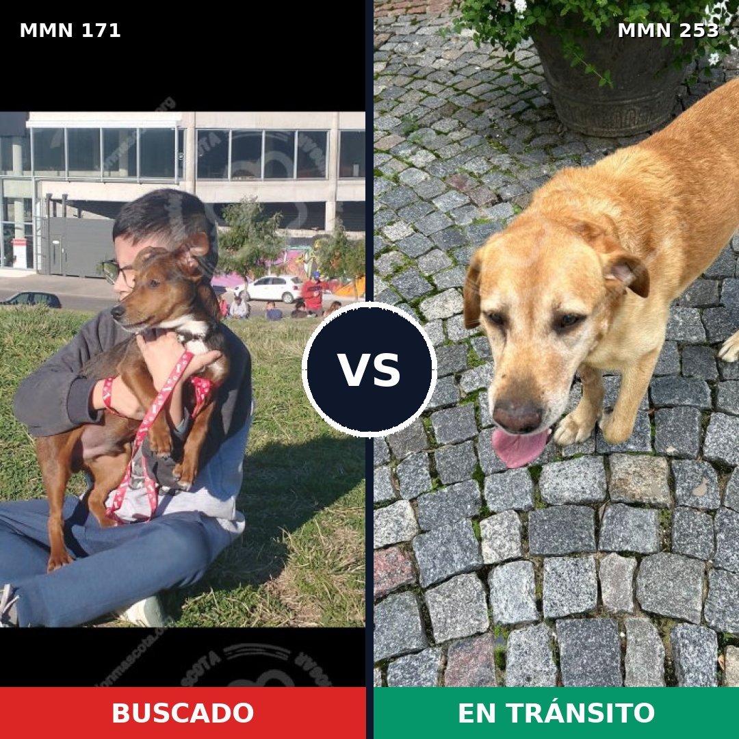 Comparativa MMS 4452: mascota perdida y mascota encontrada, 23% de similitud