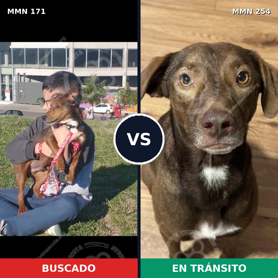Comparativa MMS 4453: mascota perdida y mascota encontrada, 61% de similitud