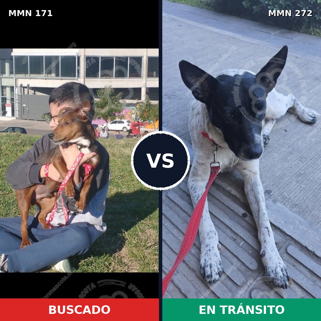 Comparativa MMS 4456: mascota perdida y mascota encontrada, 8% de similitud