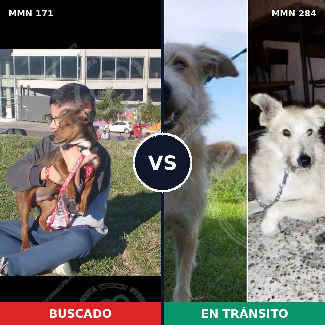 Comparativa MMS 4458: mascota perdida y mascota encontrada, 48% de similitud