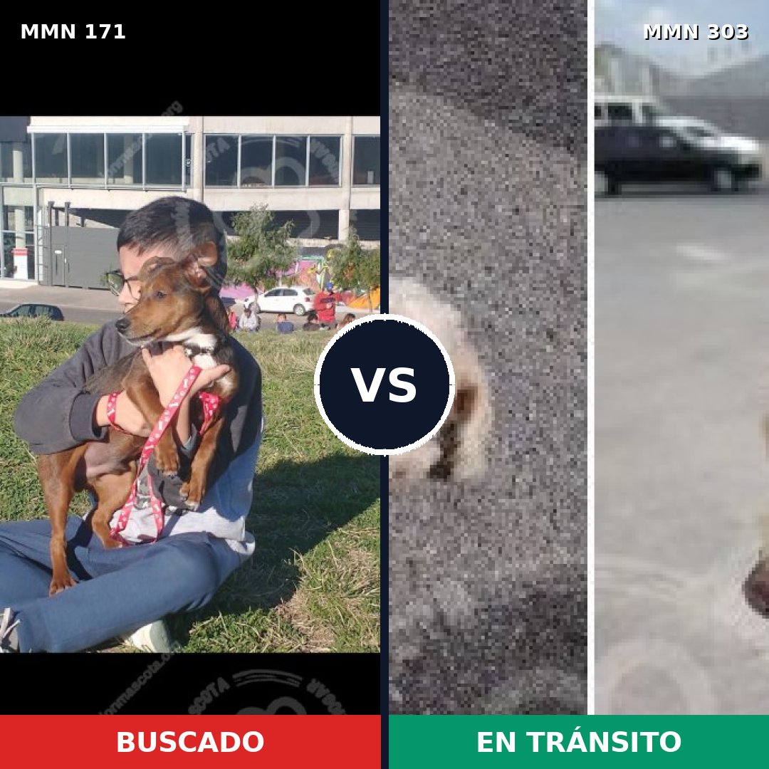 Comparativa MMS 4459: mascota perdida y mascota encontrada, 6% de similitud
