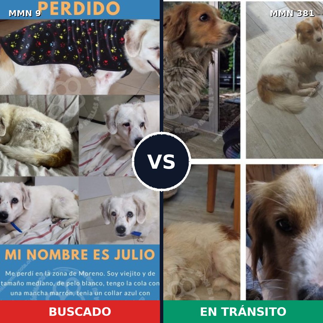 Comparativa MMS 446: mascota perdida y mascota encontrada, 89% de similitud