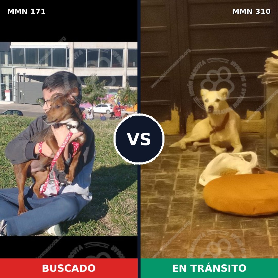 Comparativa MMS 4460: mascota perdida y mascota encontrada, 51% de similitud