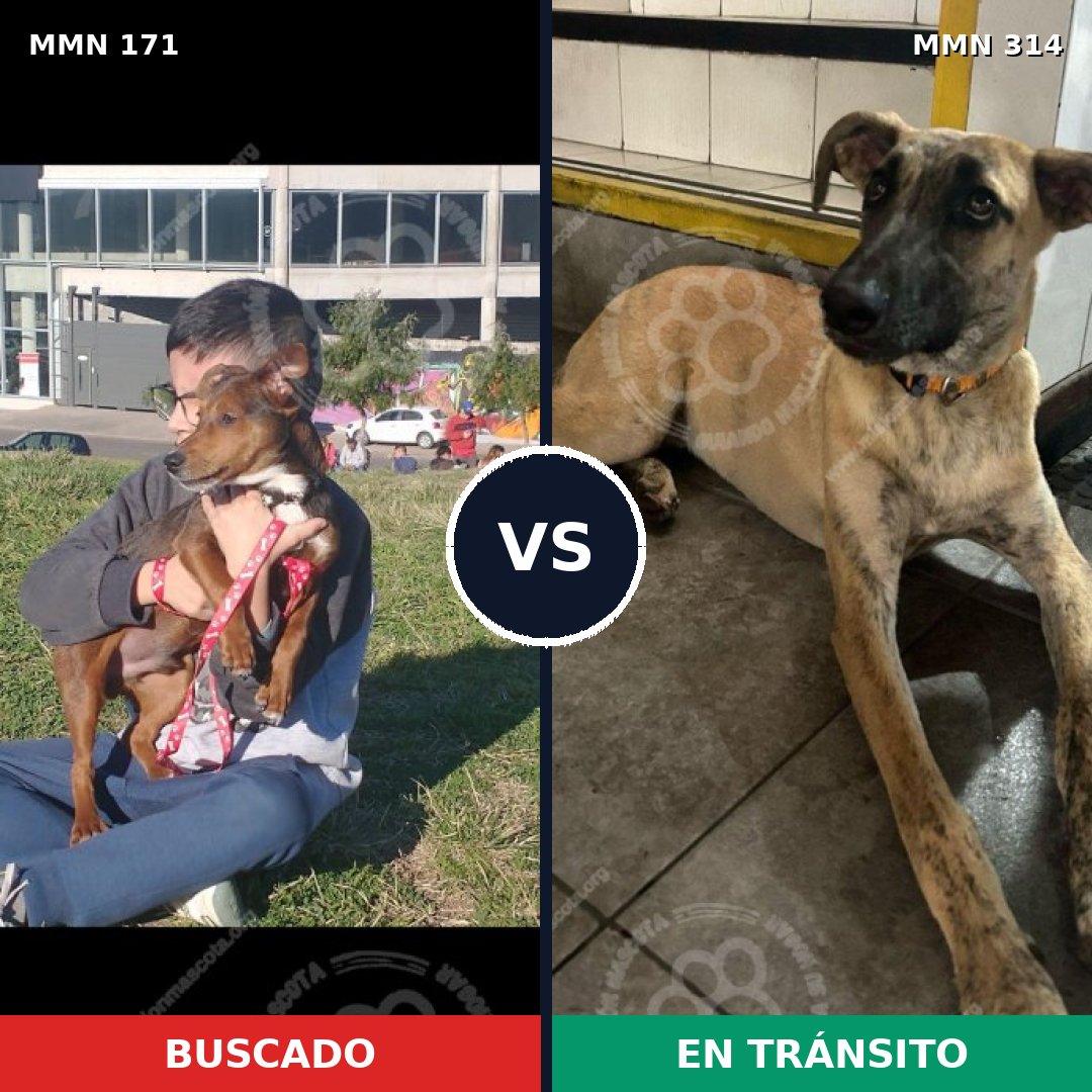 Comparativa MMS 4461: mascota perdida y mascota encontrada, 12% de similitud