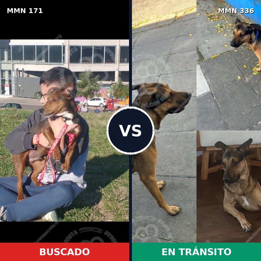 Comparativa MMS 4462: mascota perdida y mascota encontrada, 63% de similitud